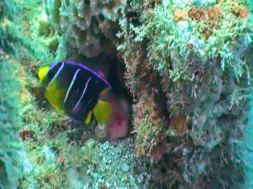 Diving reefs at Mexico Beach, Florida